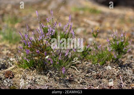 Fleurs de bruyère dans le Parc National de Maasduinen aux Pays-Bas Banque D'Images