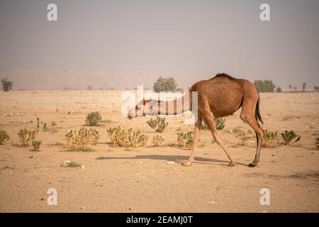 Vue extérieure du troupeau de chameaux se déplaçant dans la sécheresse de la terre de Barren Dans le désert Banque D'Images