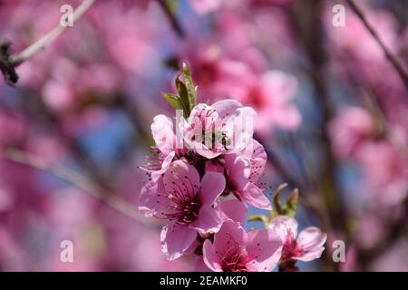 Pollinisation des fleurs par les abeilles de pêche. Banque D'Images