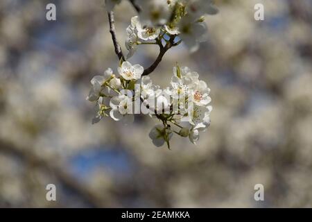 Poire blanche des fleurs sur les branches d'un arbre. Banque D'Images