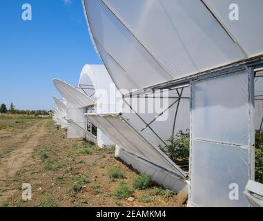 Ouvrez les portes de la serre avec les tomates. Le grand greenhou Banque D'Images