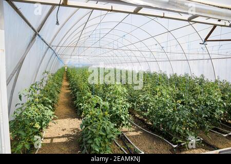 Tomates en serre. Tomates attachées dans les rangs du gr Banque D'Images