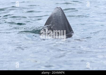 2 - l'aileron dorsal du requin pèlerin fait des bulles d'eau approche vers l'avant Banque D'Images