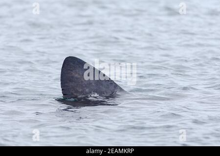 1 - nageoire dorsale de requin pèlerin de gauche à droite, émergeant de la mer Banque D'Images