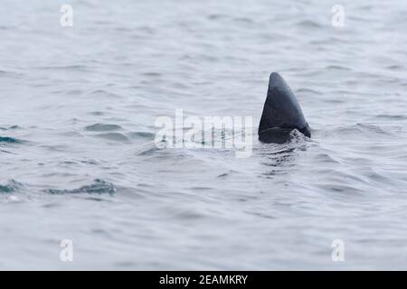 3 - l'nageoire dorsale du requin pèlerin se balad au-dessus de l'eau de mer Banque D'Images