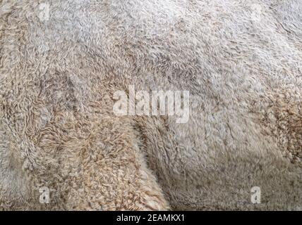 La peau d'un chameau sur le côté et la hanche. La texture de fond d'une peau de chameau Banque D'Images