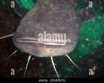 Grands wels poisson-chat ou poisson-chat dans le lac Kulkwitz Banque D'Images