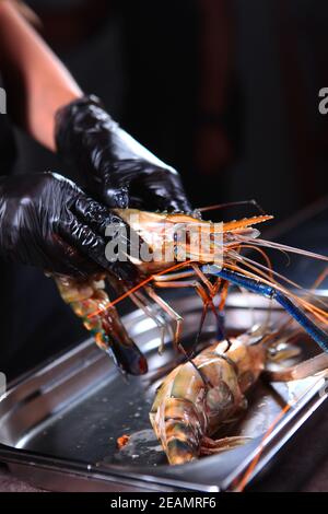 Une crevette géante d'eau douce entre les mains du chef. Photo verticale. Personne méconnaissable. Banque D'Images