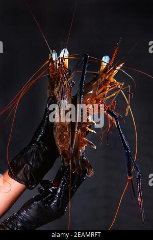 Crevettes géantes d'eau douce entre les mains du chef. Photo verticale non reconnaissable. Mains dans des gants de protection noirs. Concept de cuisine. Banque D'Images