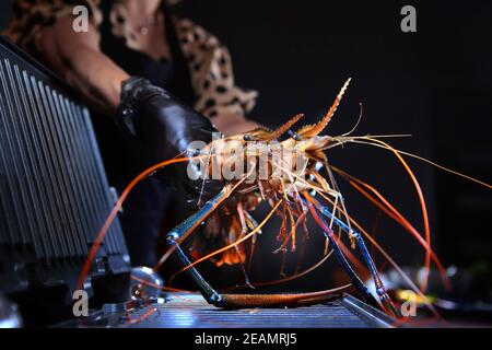 Une cuisinière femelle met des crevettes géantes d'eau douce sur le gril. Griller des crevettes. Photo sur fond noir. Personne méconnaissable. Banque D'Images