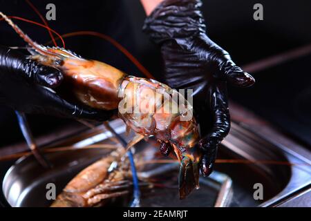 Les rips ouvrent la coquille d'une crevette géante d'eau douce avec des ciseaux. Personne méconnaissable. Mains dans des gants de protection. Concept de cuisine. Photo sur fond noir. Banque D'Images