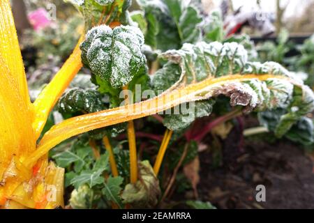 Rime sur verger (Beta vulgaris) avec tiges colorées Banque D'Images