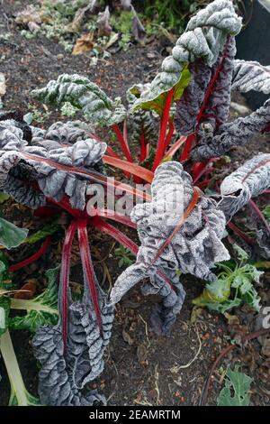 Rime sur verger (Beta vulgaris) avec tiges colorées Banque D'Images