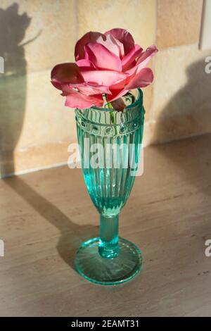 Gros plan de fleur comestible de rose sur le dessus. Fleur bourguignonne et rose Banque D'Images