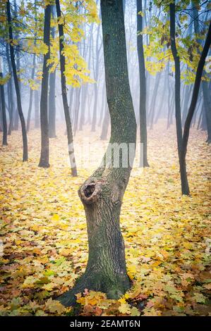Forêt automnale avec brouillard et feuilles jaunes sur le sol Banque D'Images