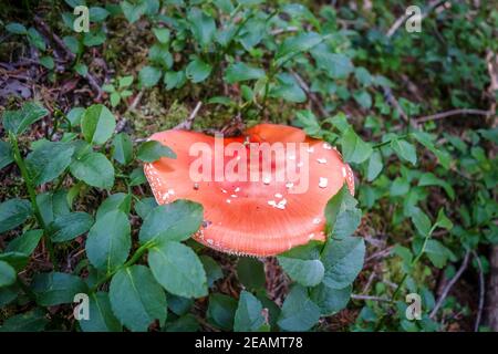 Amanita muscaria. fly agaric toadstool Banque D'Images