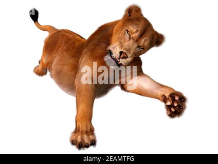 Le Rendu 3D Lion femelle on White Banque D'Images