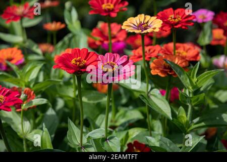 magnifiques zinnies colorées dans le jardin d'été Banque D'Images