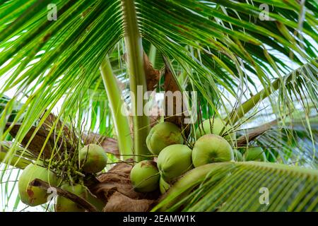 Bouquet de noix de coco. Fruits tropicaux. Palmier avec feuilles vertes et fruits. Noix de coco en Thaïlande. Plantation de noix de coco. Ferme agricole. Boisson biologique pour l'été. Plante exotique. Banque D'Images