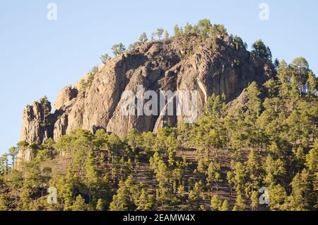 Morro de Pajonales et forêt de pins de l'île des Canaries. Banque D'Images
