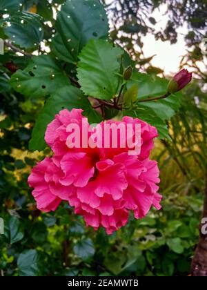 Hibiscus de couleur rouge-rose fleur dans le jardin foyer sélectif sur le sujet flou d'arrière-plan Banque D'Images