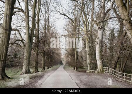 Chemin de treeliné d'arbres givrés menant à une demeure ancestrale Banque D'Images