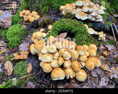 Automne polypore Banque D'Images