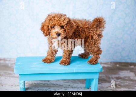 Mignon petit Bichon Poodle Bichpoo chien de chiot debout sur un banc bleu Banque D'Images