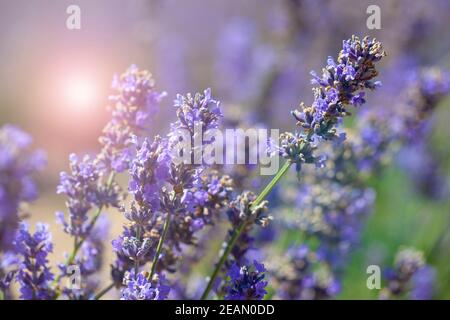 Lavandes libre sur le coucher du soleil. Banque D'Images