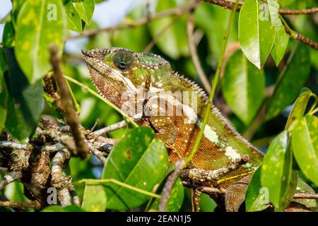 panther caméléon, Masoala madagascar faune Banque D'Images