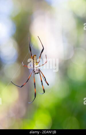 Golden silk-orb weaver sur le bénéfice net de la faune de Madagascar Banque D'Images