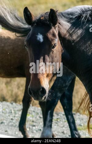 Un cheval en gros plan. Portrait de cheval. Banque D'Images