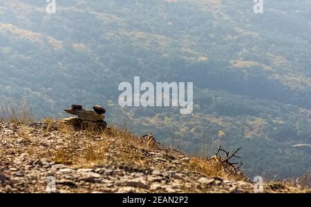 Montagnes et forêts de Crimée. Conifères et feuillus sur les collines des montagnes et des rochers Banque D'Images