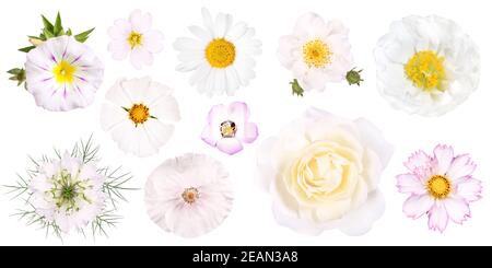 Groupe de différentes fleurs de jardin blanc, isolé Banque D'Images