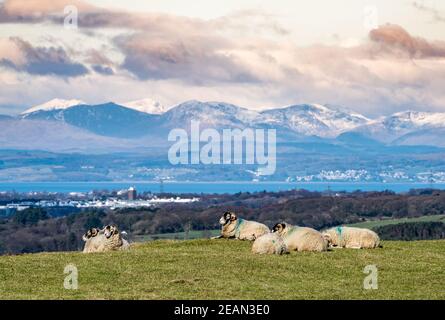 Lancaster, Lancashire, Royaume-Uni. 10 février 2021. Moutons Swaledale près de Lancaster, dans le Lancashire, avec les cheptels de neige du Lake District, Cumbria par temps froid où la température a lutté pour atteindre plus que le gel. Crédit : John Eveson/Alamy Live News Banque D'Images