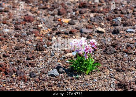 Coeur de fleurs sur la pente d'un volcan Banque D'Images