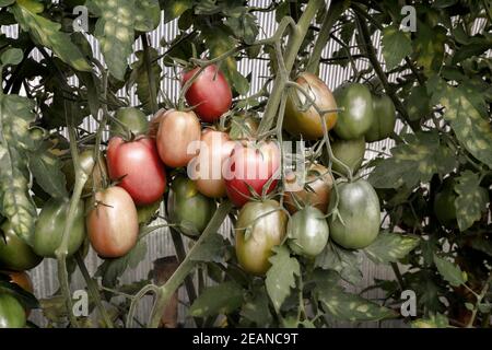 Les tomates mûrissent sur les branches d'un buisson. Banque D'Images