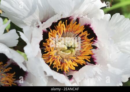 Grosse tête de fleur de pivoine blanche ou de pivoine, gros plan. Fleur blanche délicate Banque D'Images