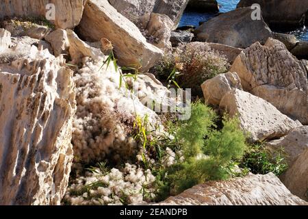 Côte rocheuse de la mer Caspienne. Banque D'Images