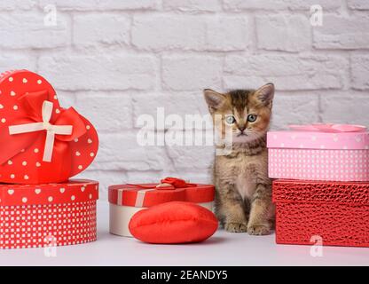 mignon chaton écossais doré chinchilla droit assis Banque D'Images