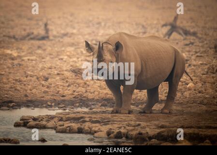 Le rhinocéros noir se dresse parmi les rochers par le trou d'eau Banque D'Images