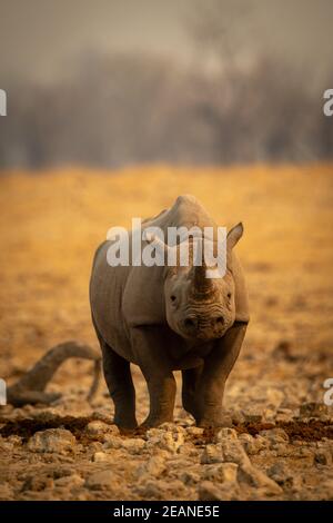 Le rhinocéros noir se dresse au milieu de la caméra d'œilleton des rochers Banque D'Images