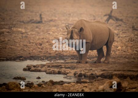 Le rhinocéros noir se dresse parmi les rochers dans la brume Banque D'Images