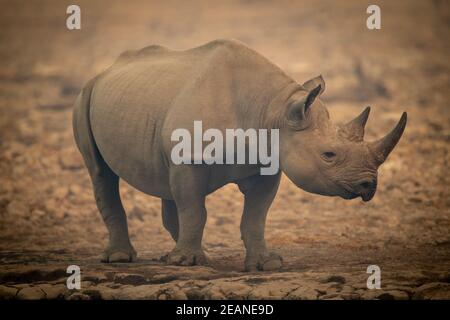 Le rhinocéros noir se dresse au milieu de la caméra de surveillance des rochers Banque D'Images