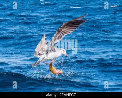 Jeune guette à pieds jaunes (livens Larus), mangeant un poisson-chèvre, Isla San Ildefonso, Baja California, Mexique, Amérique du Nord Banque D'Images