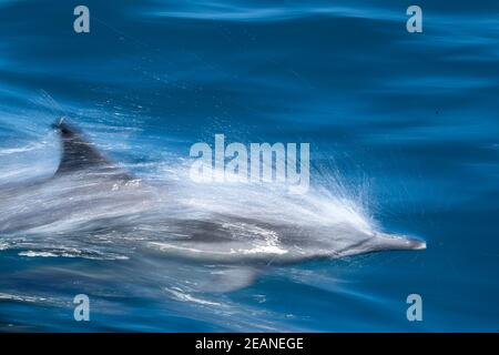 Flou de mouvement du dauphin commun à bec long (Delphinus capensis), Puerto Gatos, Baja California sur, Mexique, Amérique du Nord Banque D'Images