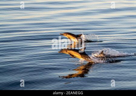 Dauphins communs adultes à bec long (Delphinus capensis) au lever du soleil au large d'Isla Ildefonso, Baja California, Mexique, Amérique du Nord Banque D'Images