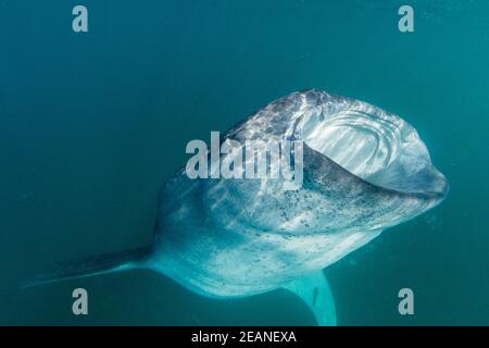 Le jeune requin-baleine (Rhincodon typus), qui se nourrit près de la surface à El Mogote, Baja California sur, Mexique, Amérique du Nord Banque D'Images