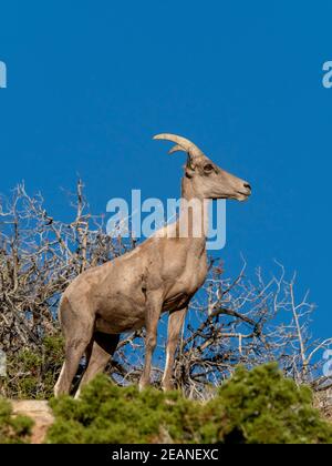 Mouflon d'Amérique du désert (Ovis canadensis nelsoni), Parc national de Joshua Tree, désert de Mojave, Californie, États-Unis d'Amérique, Amérique du Nord Banque D'Images