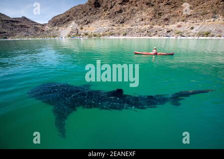 Un jeune requin-baleine (Rhincodon typus), près d'un kayakiste à Bahia Coyote, baie de conception, Baja California sur, Mexique, Amérique du Nord Banque D'Images